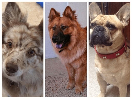 метис далматина и овчарки. помесь бигля и хаски. собаки смешанных пород. смешные породы собак. смешанные породы.