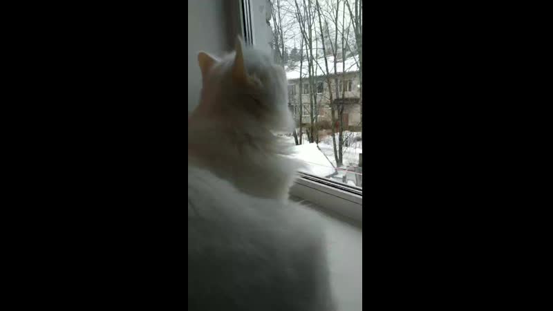 VID_20210126_113525.mp4