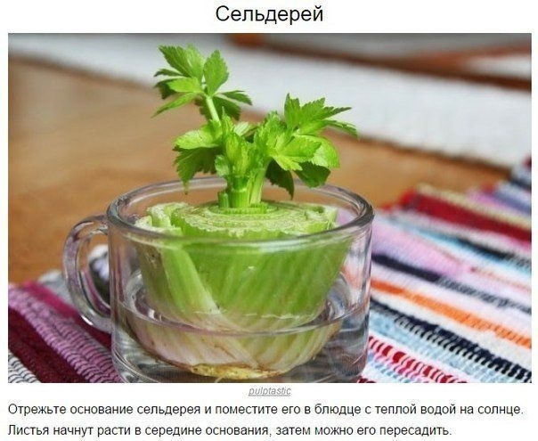 8 ОВОЩЕЙ,КОТОРЫЕ МОЖНО КУПИТЬ ОДИН РАЗ,А ПОТОМ ВЫРАЩИВАТЬ ВСЕГДА Очень легко всегда иметь свежую зелень на столе. Многие растения сразу же прорастают в воде и дают новый урожай. Попробуйте