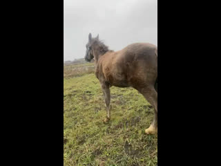 Продажа лошадей в кемеровской области. Содержание коня сколько стоит в месяц. Спасение лошадей амулет. Лошадь савраска. Служба спасения лошадей амулет.