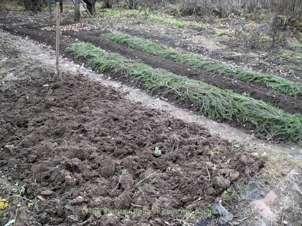 Преимущества осенней посадки лука По осени не рынке (во всяком случае, в наших краях) всегда можно купить мелкий севок так называемую овсюжку. Размер таких луковок не больше ногтя на мизинце