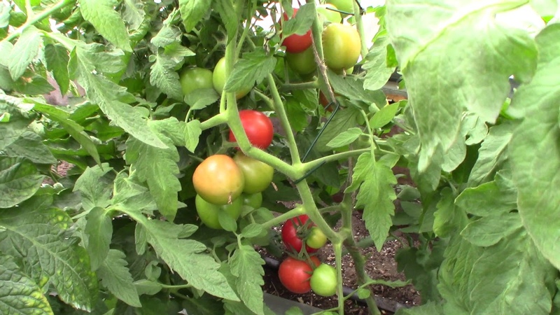 томат шериф сибирский сад. сад королева томаты. томат королева красоты 15шт. томаты королевский сад ильи. илья королёв томат.