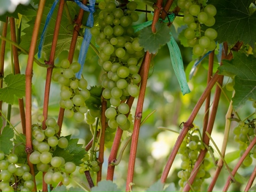 Виноград бьянка фото Виноград бьянка фото