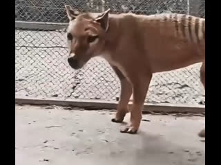 Это необыкновенное животное, исчезнувшее несколько тысяч лет назад в последний раз было замечено в 1930-е годы. ... (видео)